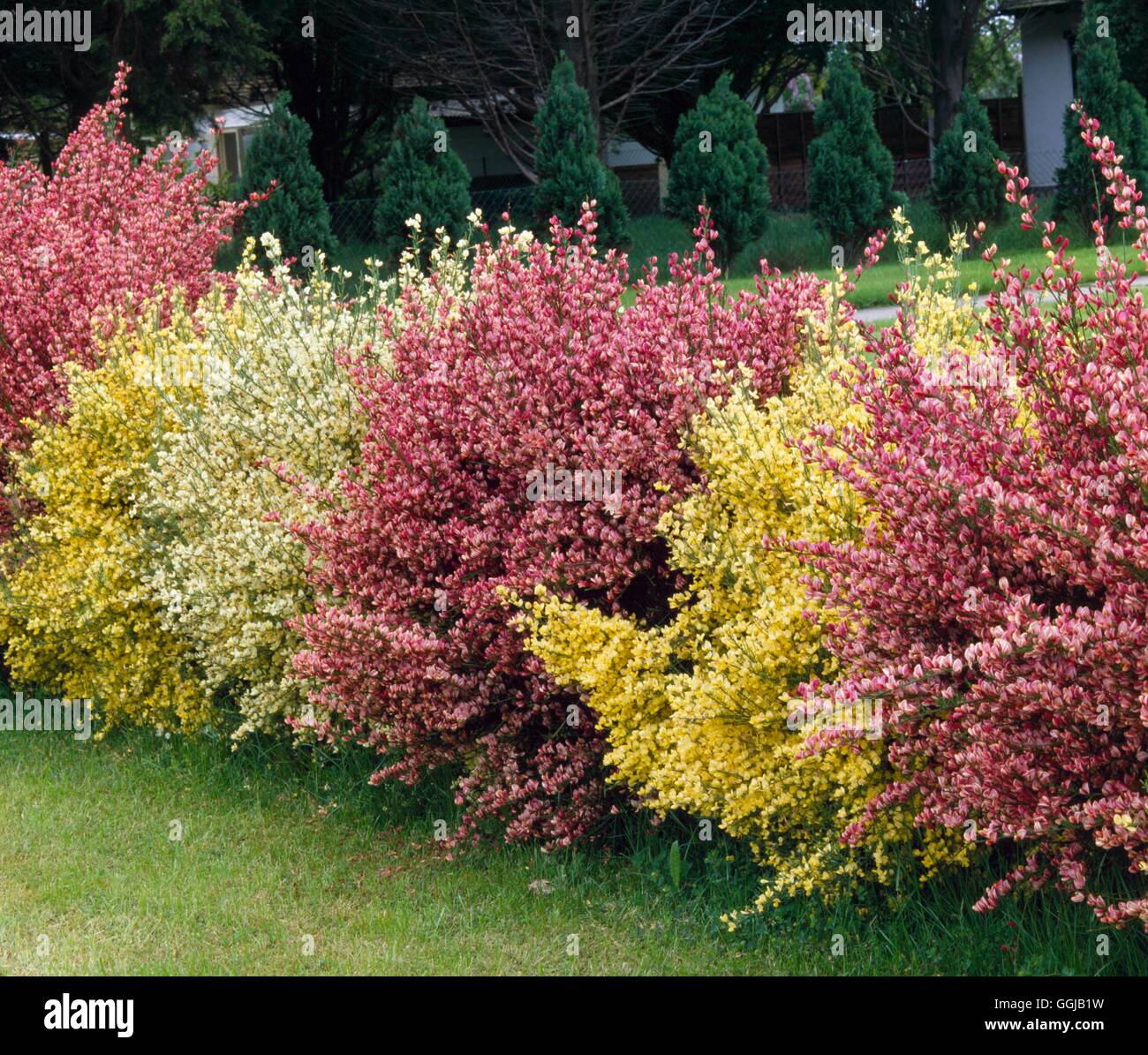 Hedge - of Cytisus `Burkwoodii' and Cytisus x praecox `Allgold'   HED025663 Stock Photo